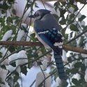 Blue Jay