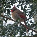 Cardinal - Female