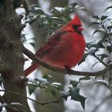 Cardinal - Male