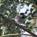 Chickadee 2