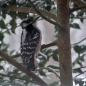 Downy Woodpecker