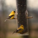 Goldfinch