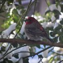 House Finch 1