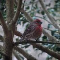 House Finch 2