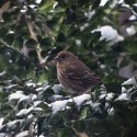 House Sparrow