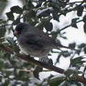 Junco 1