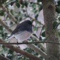 Junco 2