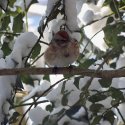 Tree Sparrow