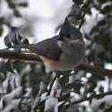 Tufted Titmouse