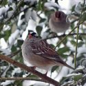 White-crowned Sparrow 2