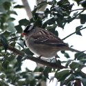 White-crowned Sparrow