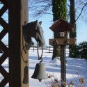 Bird Feeder