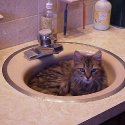 Young Leo in the sink