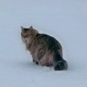 Leo in the snow